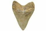 Fossil Megalodon Tooth - North Carolina #328258-1